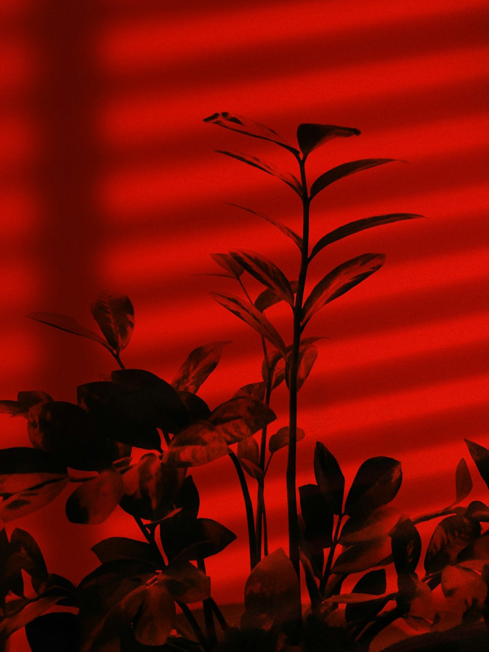 Foto silueta de la planta durante la puesta de sol – Imagen Rojo gratis en  Unsplash