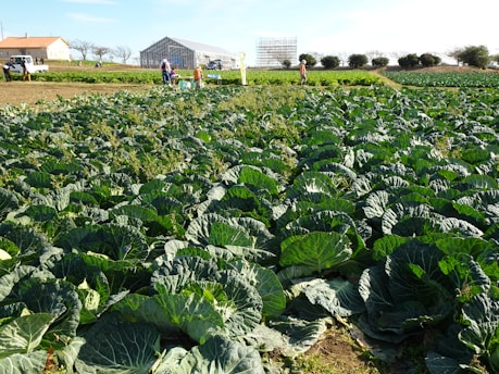 A vast, lush cabbage field stretches across the foreground, with rich green leaves densely packed together. In the background, a few people are working near a greenhouse, suggesting agricultural activity. The sky is clear, offering a bright and sunny atmosphere. Trees and bushes are scattered along the horizon, providing a natural border to the landscape.