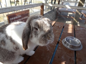 A gray and white lop-eared rabbit sits on a wooden surface near an empty metallic bowl. Sunlight casts shadows and highlights across the scene. There is also a signboard with text in the background, inside a fenced enclosure.