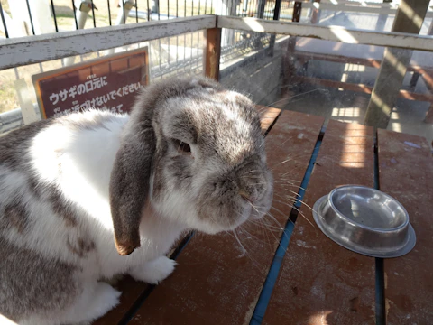 Educational materials and brochures about holland lop care arranged on a blush pink table.