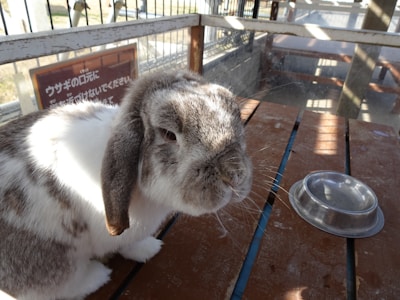 A gray and white lop-eared rabbit sits on a wooden surface near an empty metallic bowl. Sunlight casts shadows and highlights across the scene. There is also a signboard with text in the background, inside a fenced enclosure.