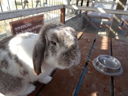 A gray and white lop-eared rabbit sits on a wooden surface near an empty metallic bowl. Sunlight casts shadows and highlights across the scene. There is also a signboard with text in the background, inside a fenced enclosure.