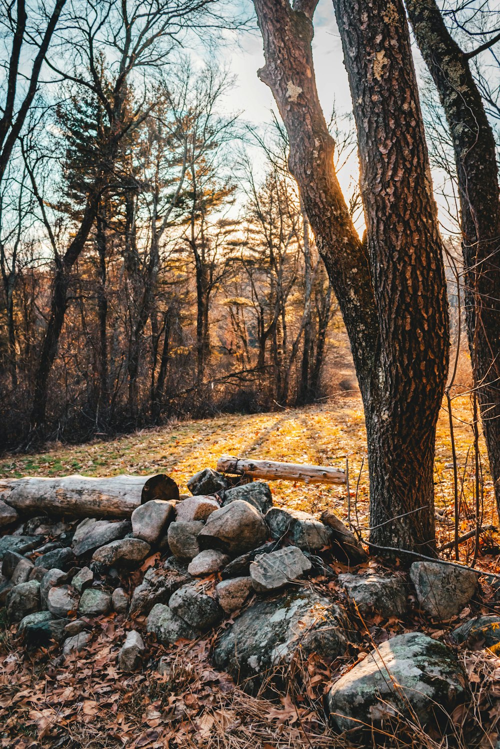 brown bare trees on brown field during daytime