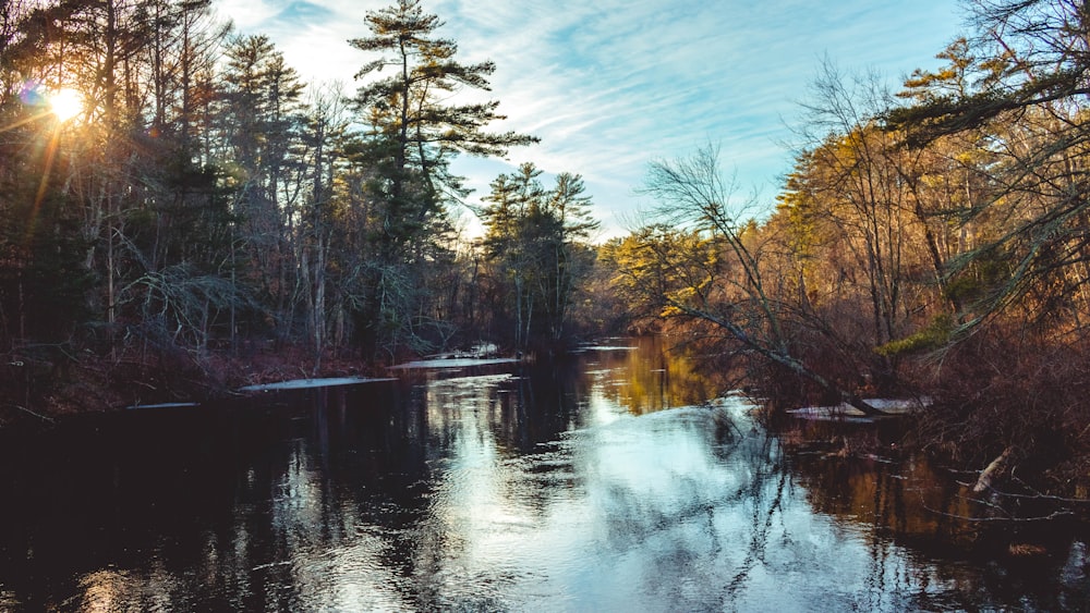 green trees beside river under blue sky during daytime