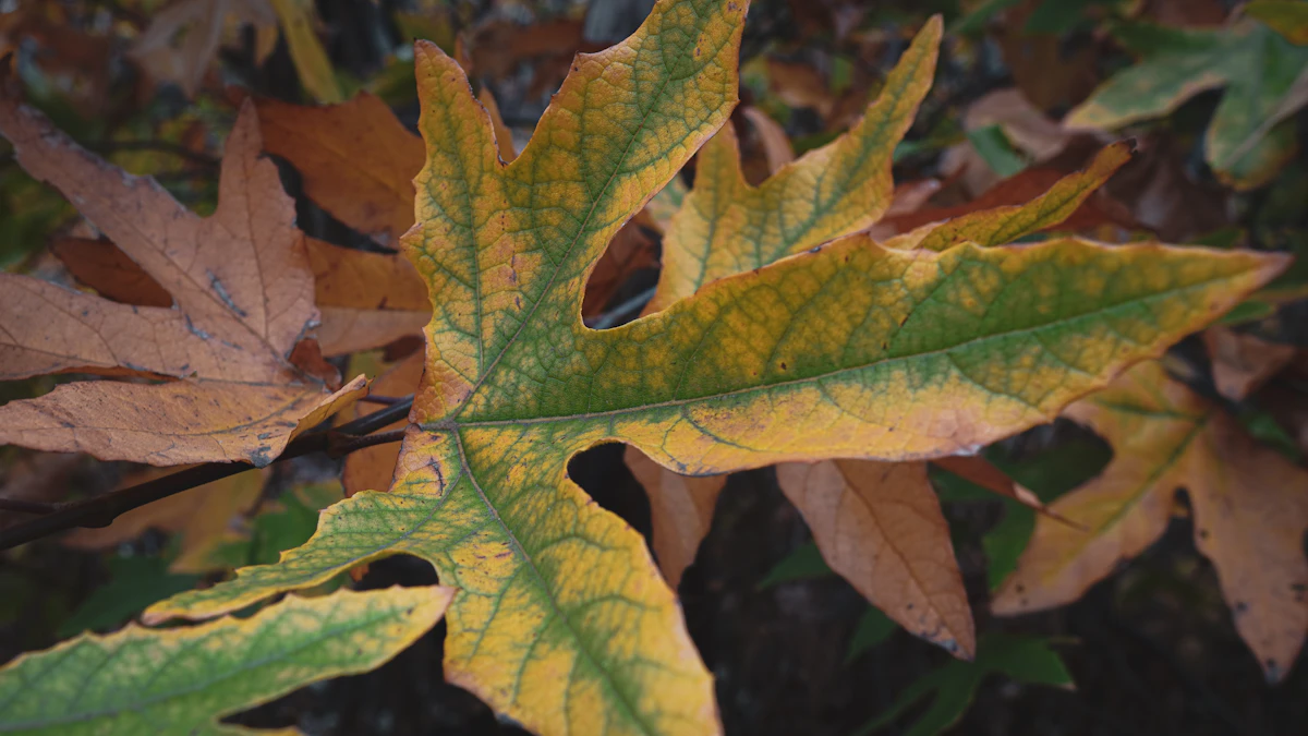 Plant Nutrient Deficiency India Leaf Color Diagnosis