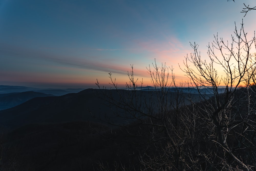 silhouette of bare trees during sunset