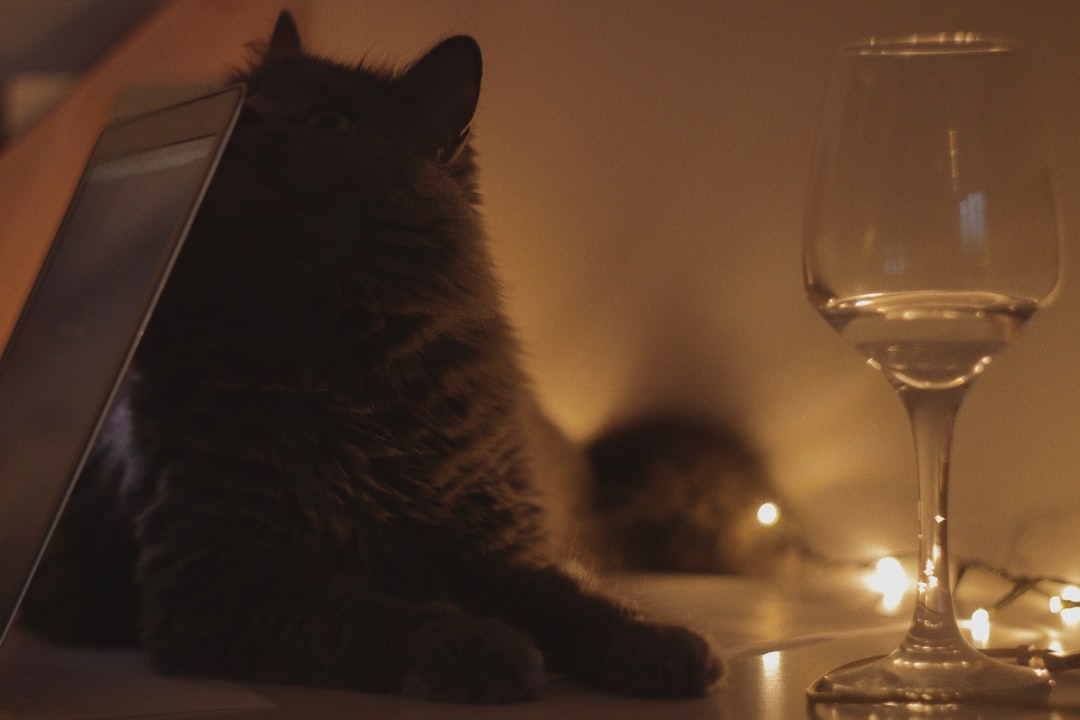 black cat beside clear wine glass
