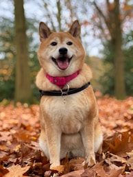 25 Best Dog Breeds for Highly Sensitive People (HSP)