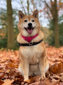 25 Best Dog Breeds for Highly Sensitive People (HSP)