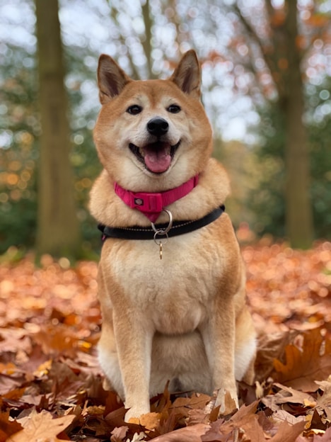 brown and white short coated dog on brown leaves during daytime