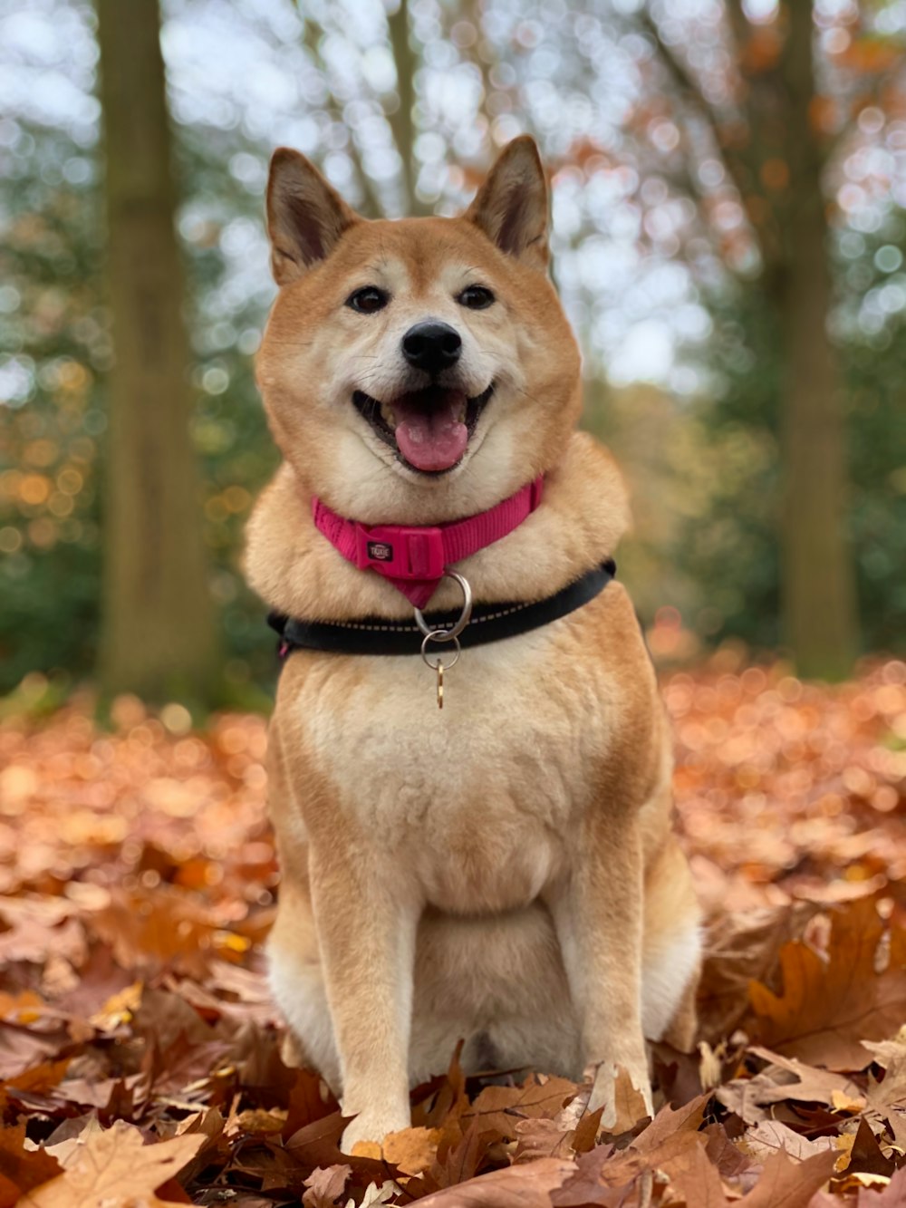 Chien brun et blanc à poil court sur feuilles brunes pendant la journée