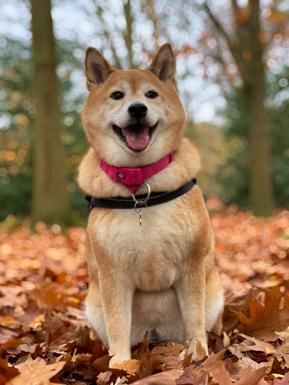 日中の茶色の葉に茶色と白の短いコートの犬