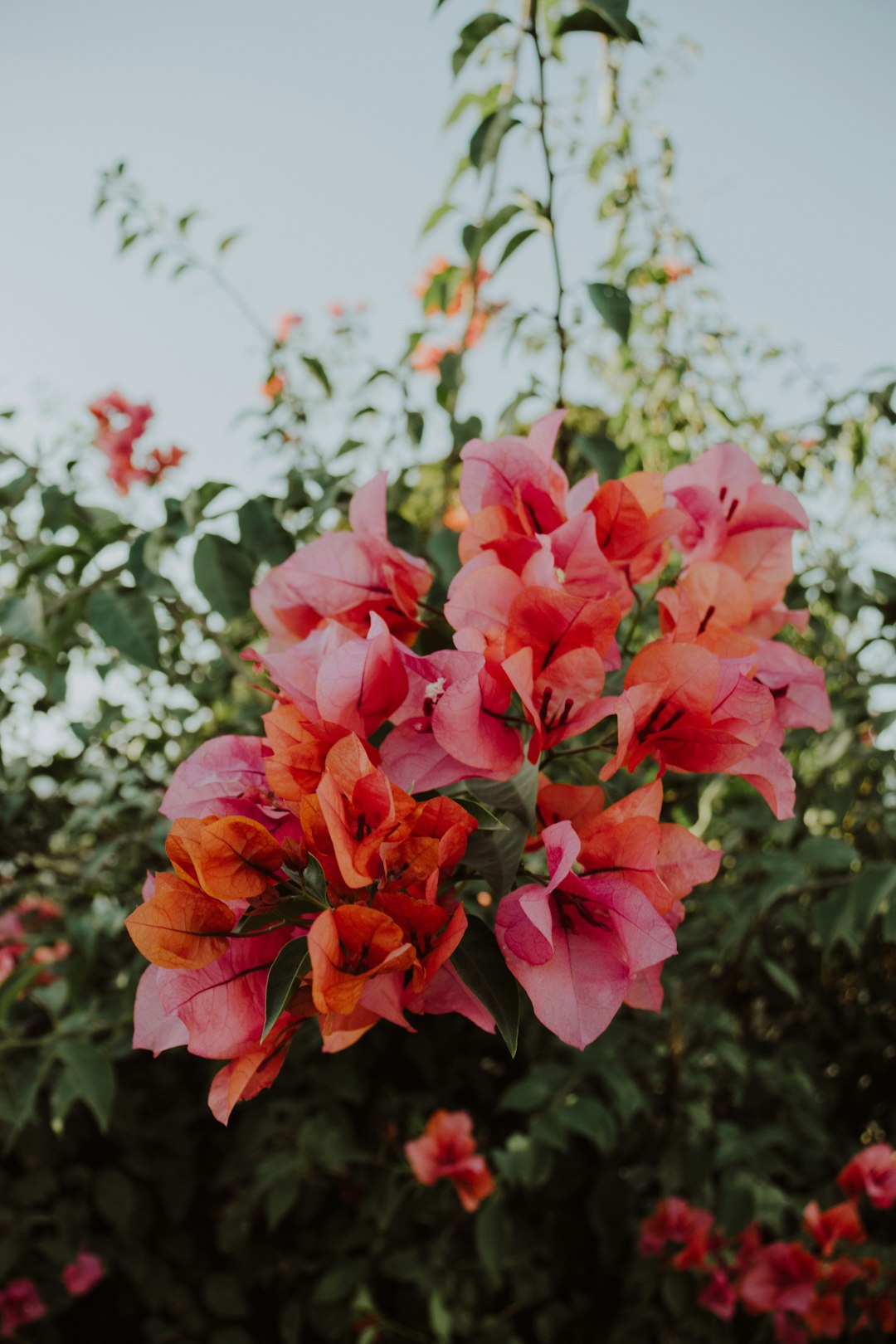 pink flowers in tilt shift lens