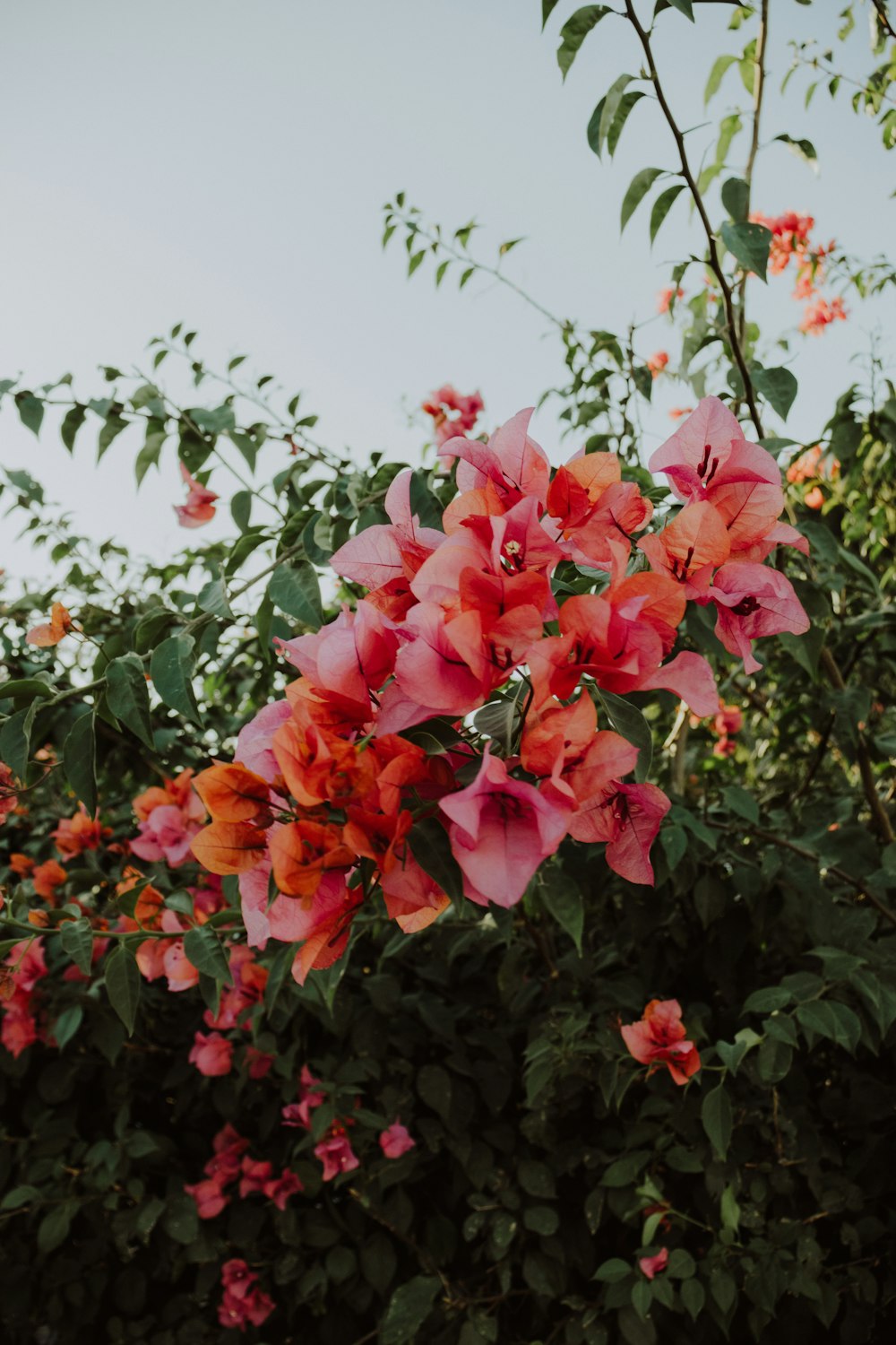 red flowers with green leaves during daytime