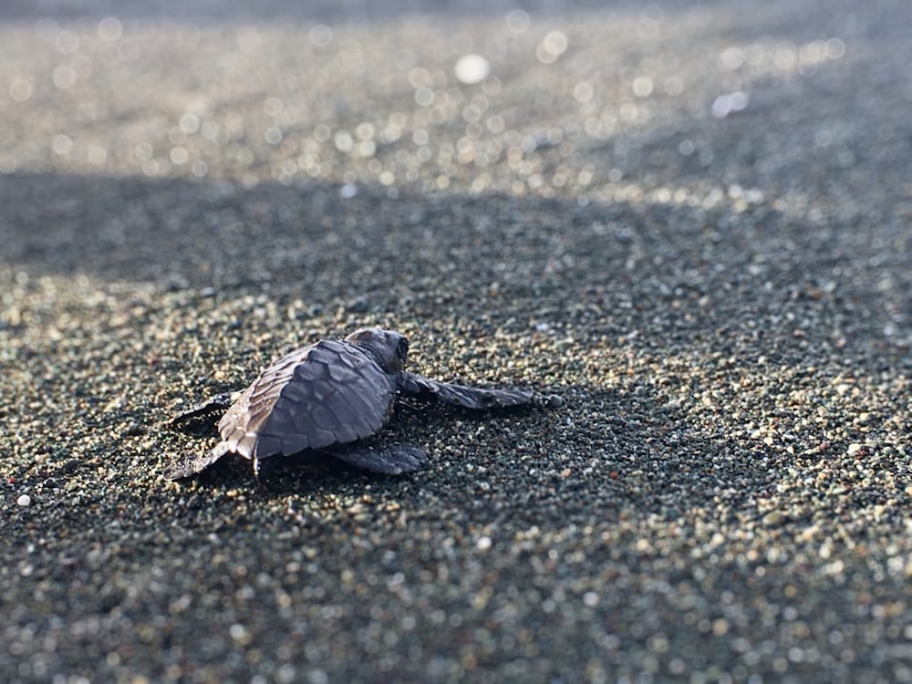 Graue und braune Schildkröte auf grauem Sand tagsüber