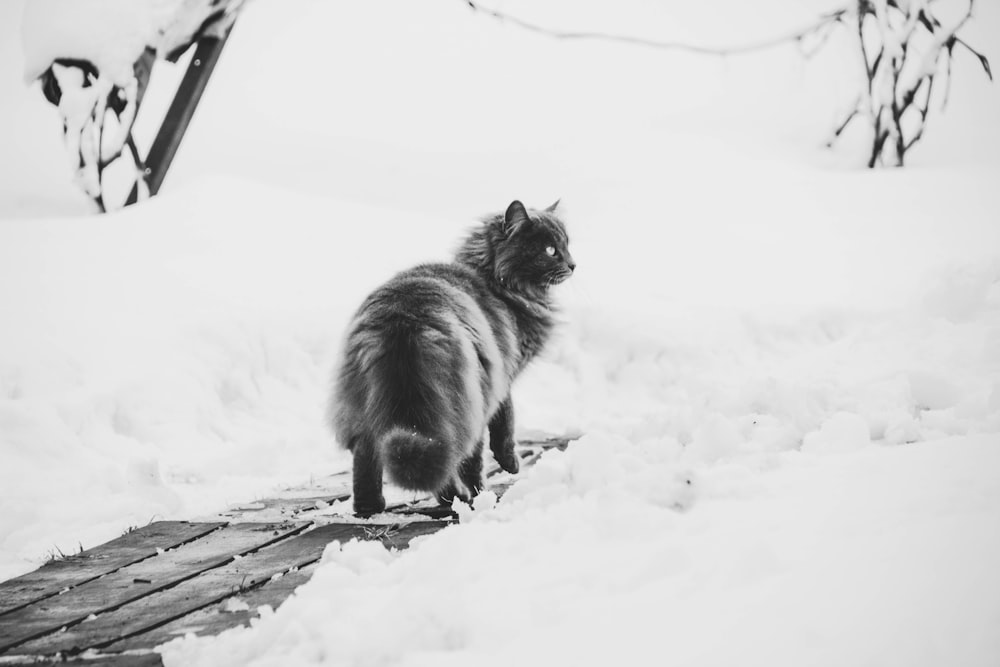 black and white long coated cat on snow covered ground during daytime