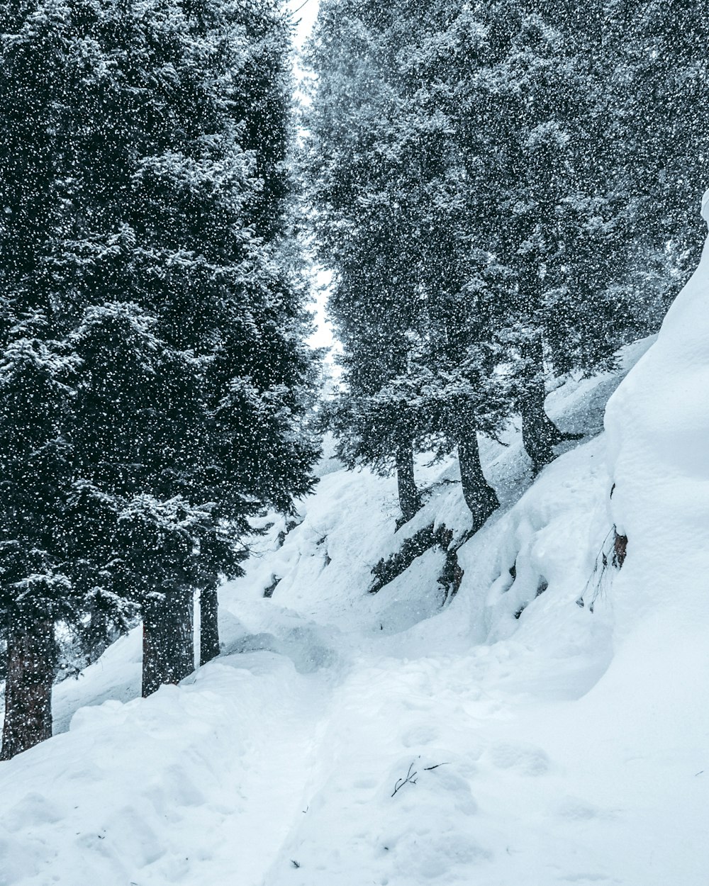 snow covered trees during daytime