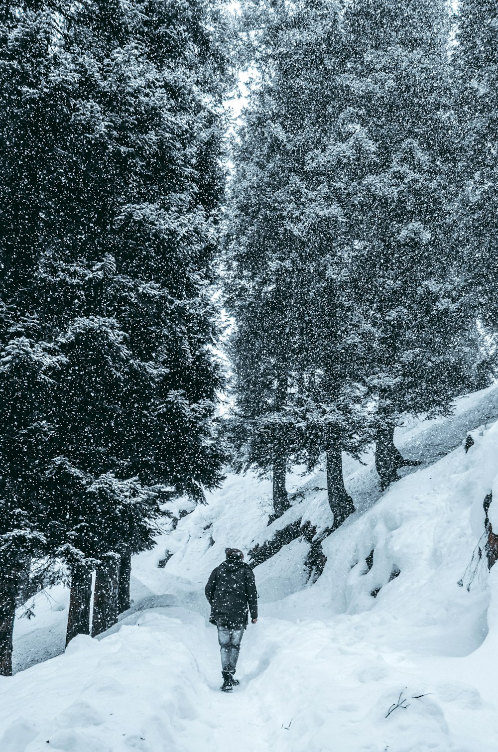 Persona con chaqueta negra de pie en el suelo cubierto de nieve cerca de los árboles durante el día