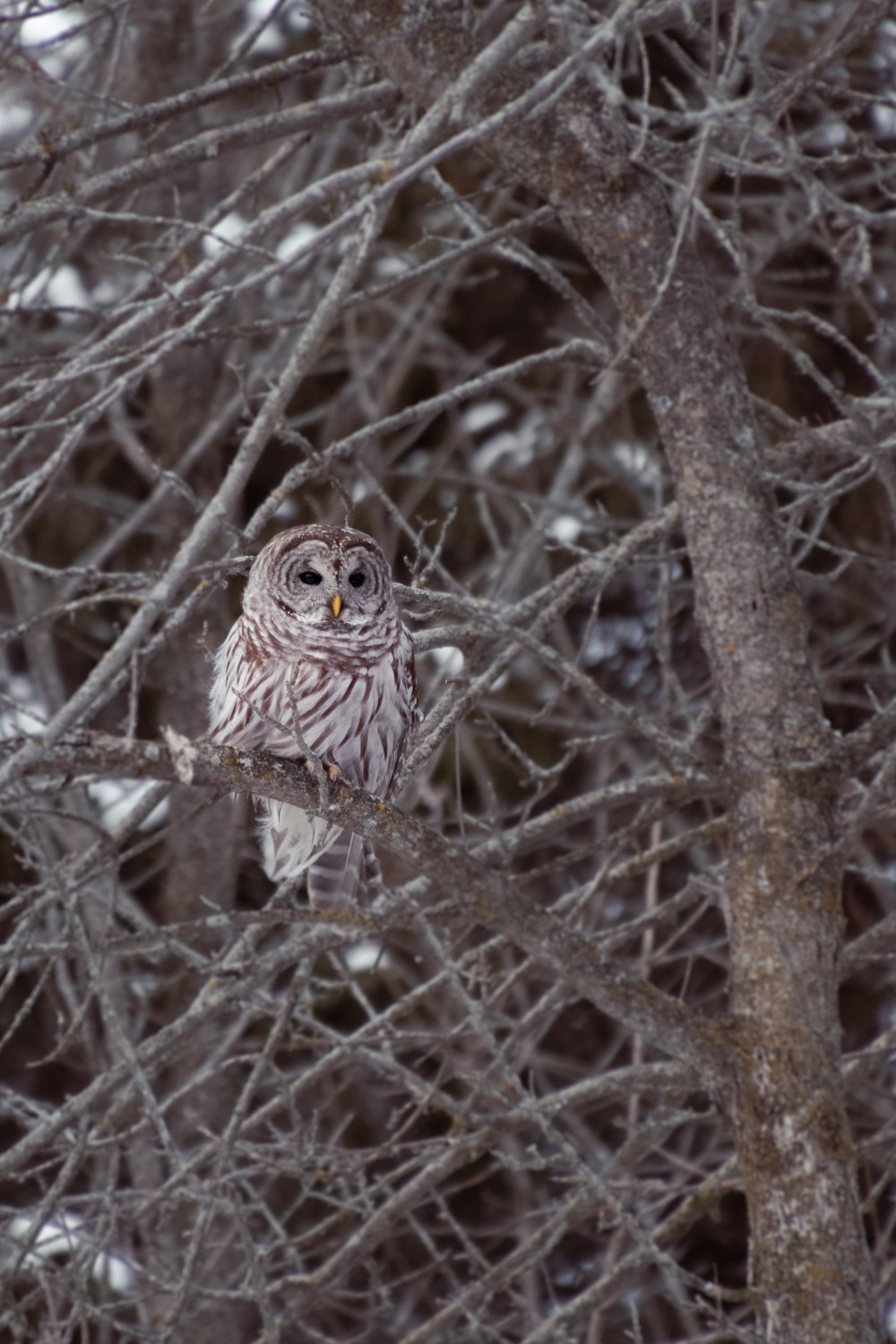 owl perched on brown tree branch during daytime