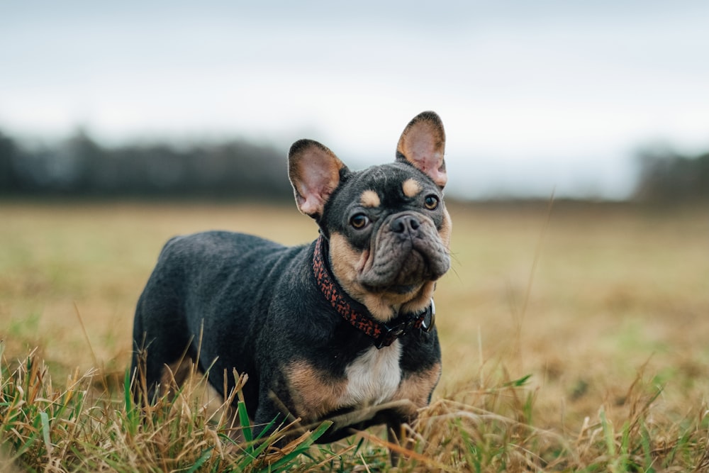 black and brown short coated puppy on brown grass field during daytime