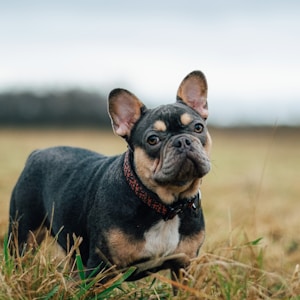 black and brown short coated puppy on brown grass field during daytime