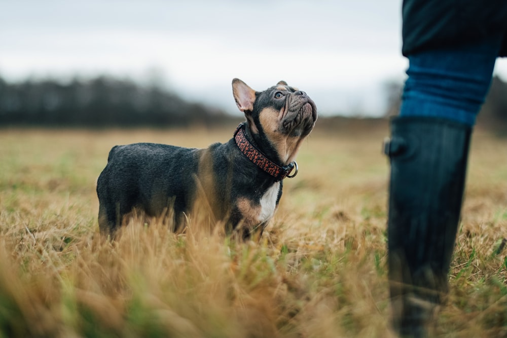 black and tan short coat small dog on brown grass field during daytime