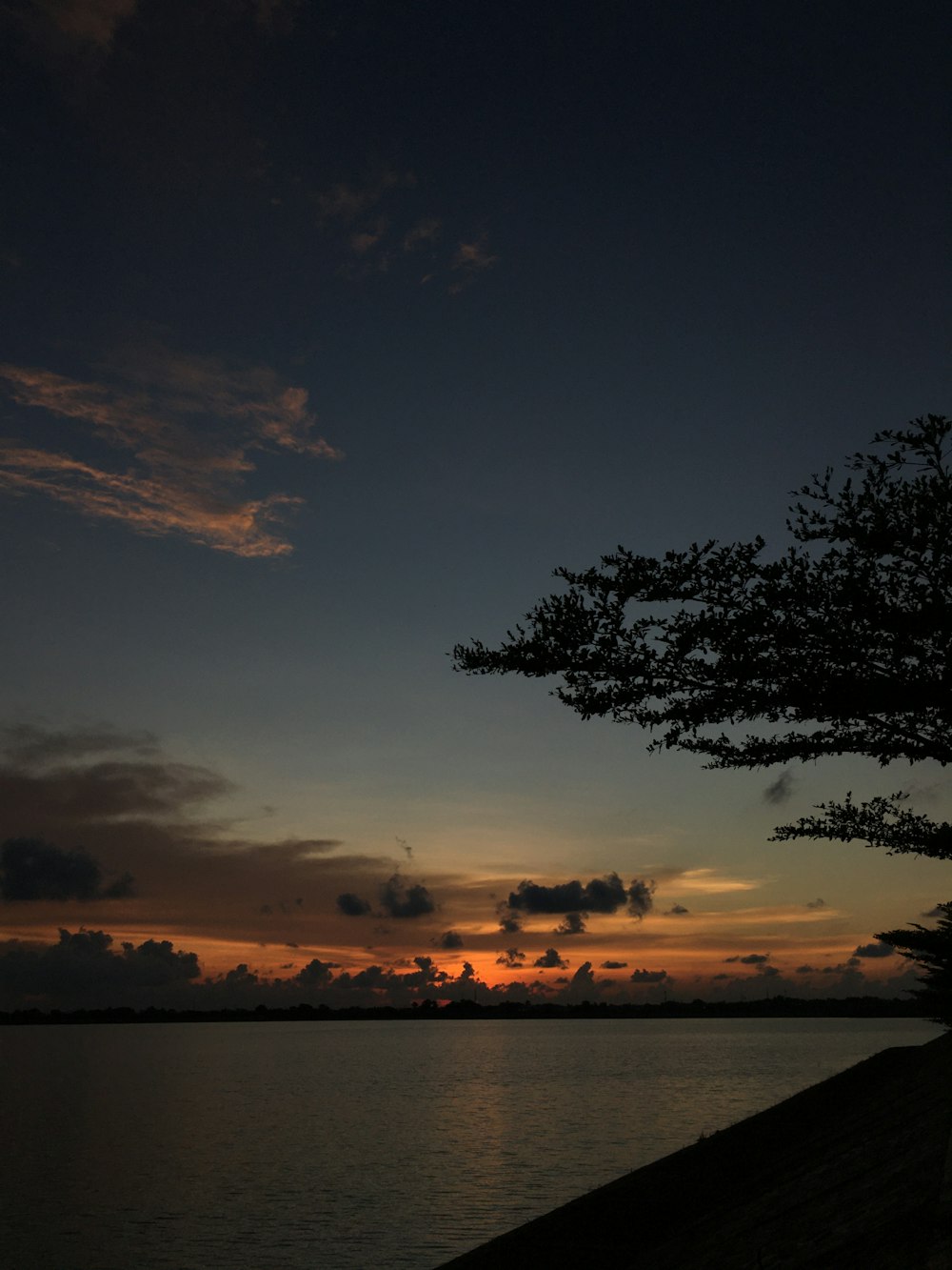 silhouette of tree near body of water during sunset