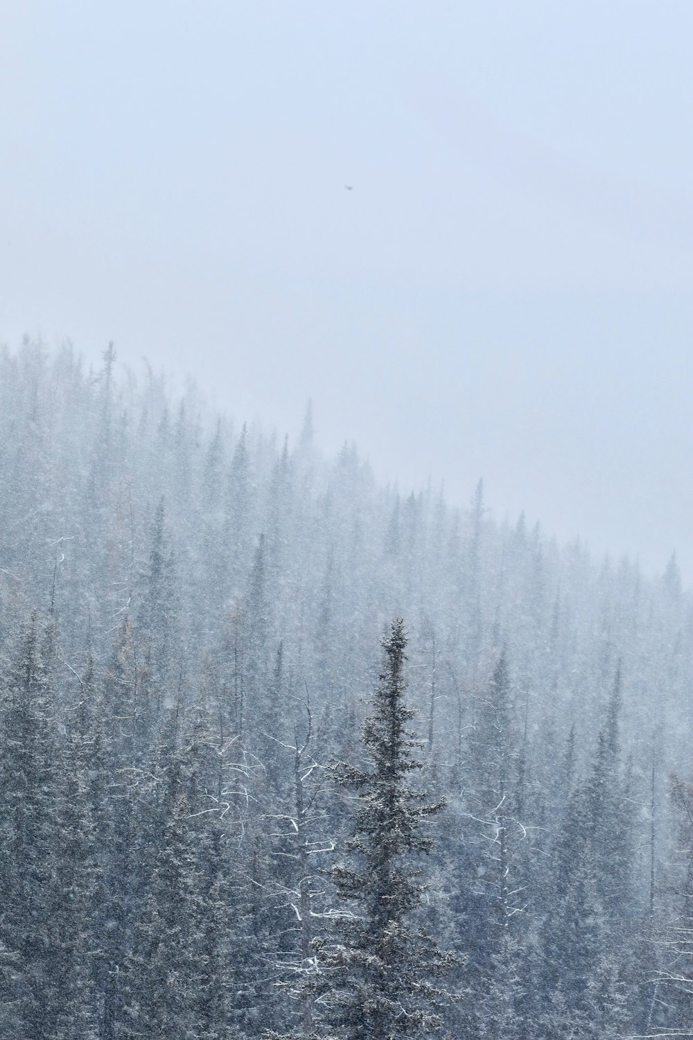 green trees covered with snow during daytime