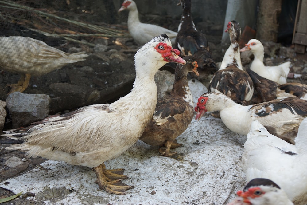 Anatra bianca e pollo marrone su sabbia grigia durante il giorno