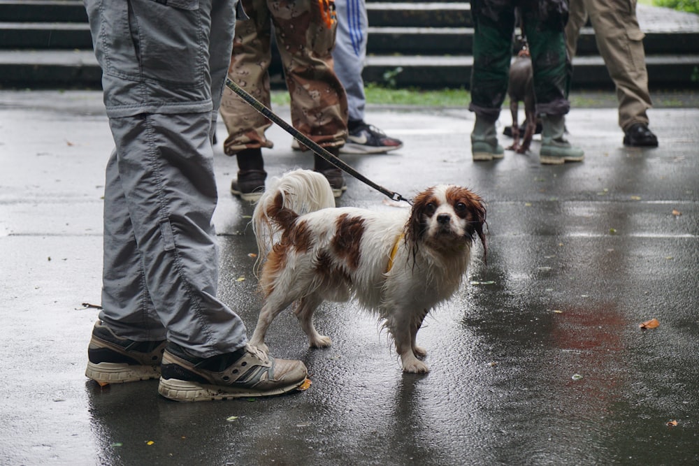 cão pequeno revestido longo branco e marrom no chão de concreto cinza