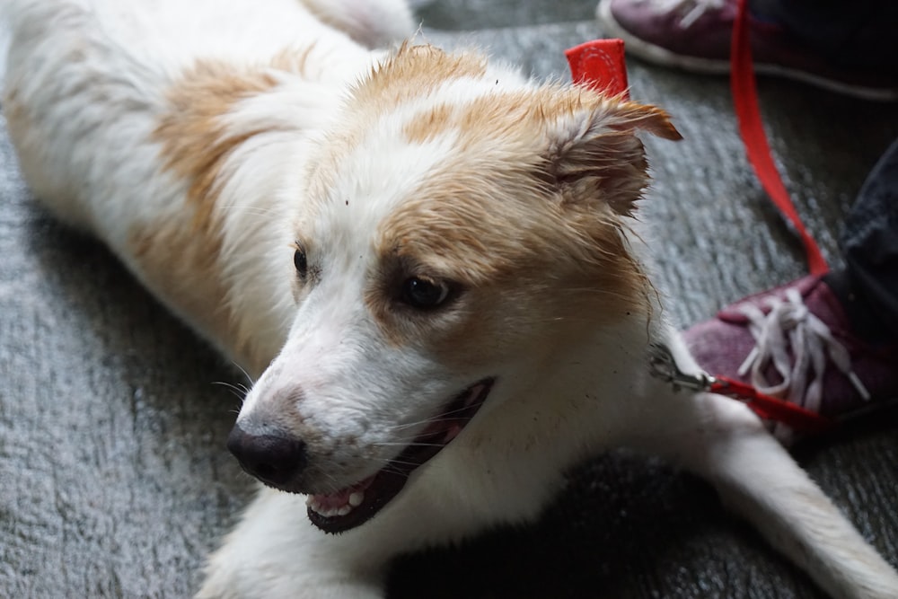 white and brown short coated dog