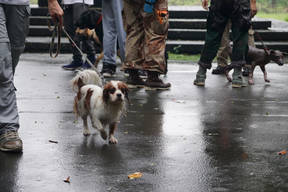 white and brown short coated small dog on gray concrete pavement