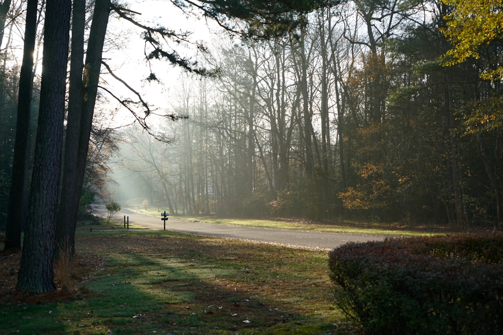 person in white shirt walking on pathway between trees during daytime