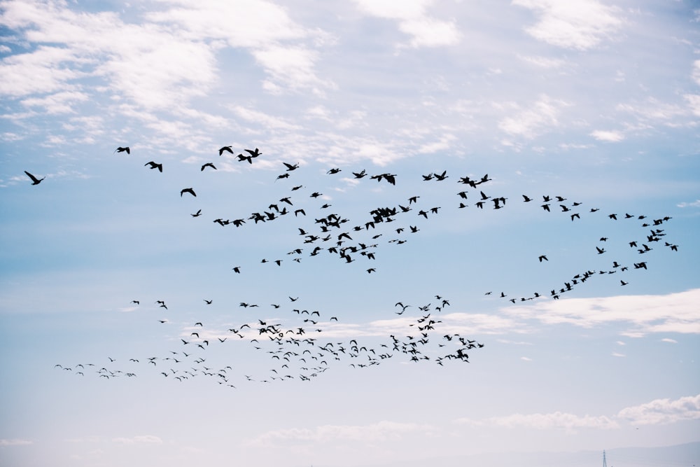 flock of birds flying under white clouds during daytime