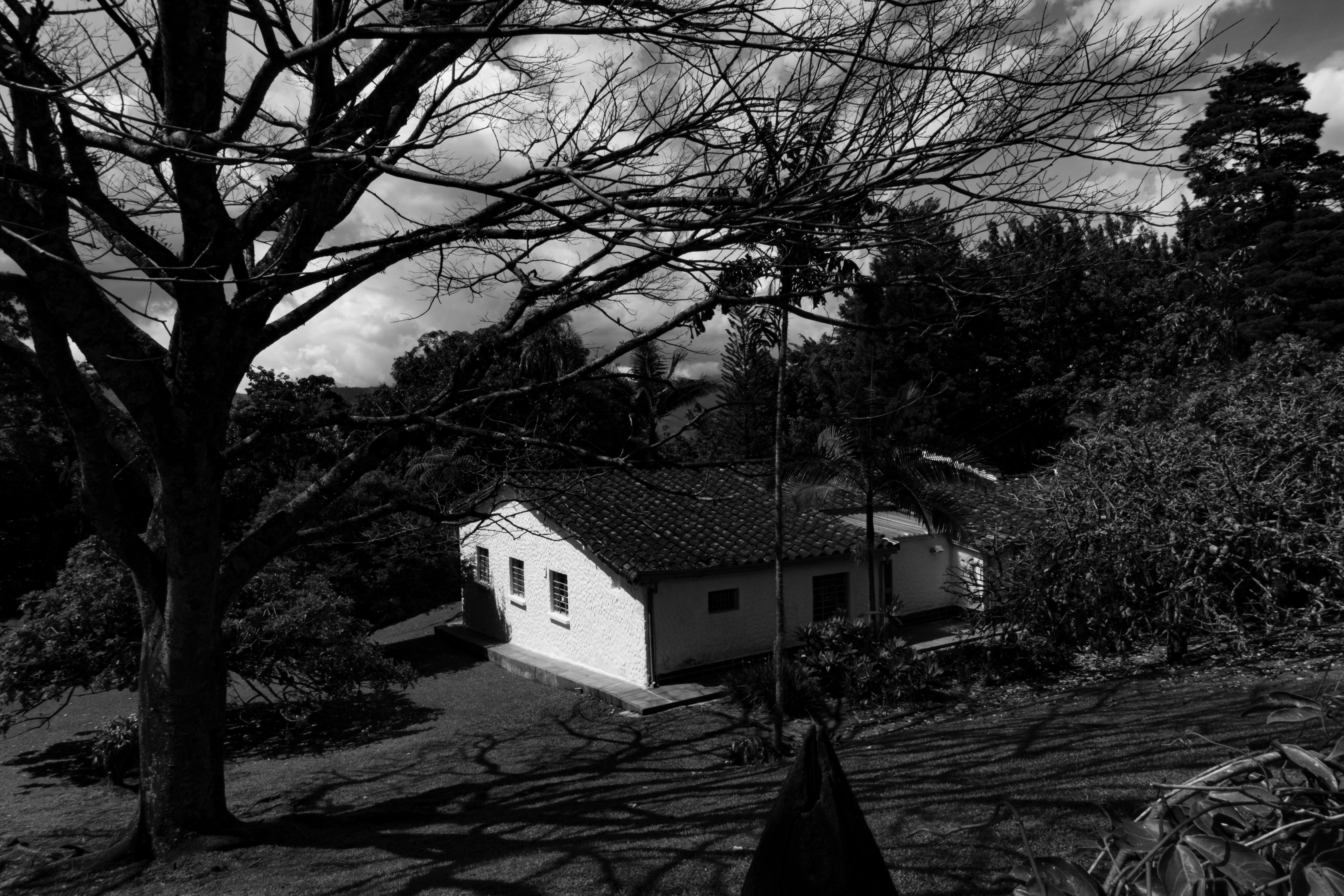 grayscale photo of house near bare trees