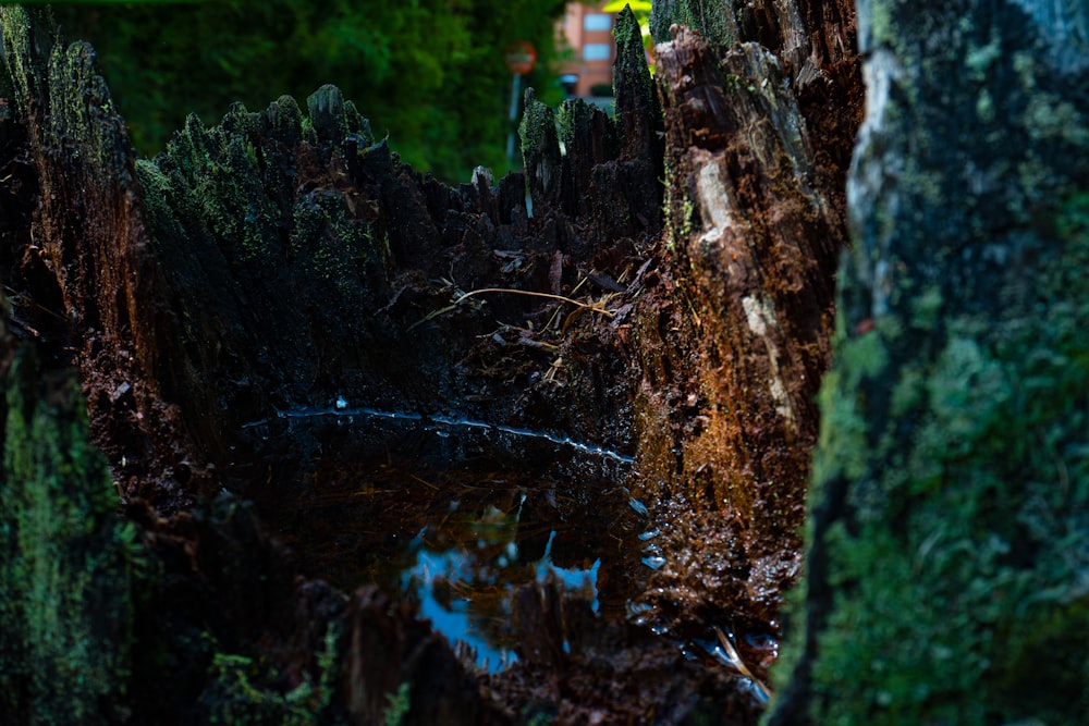 tronc d’arbre brun sur plan d’eau