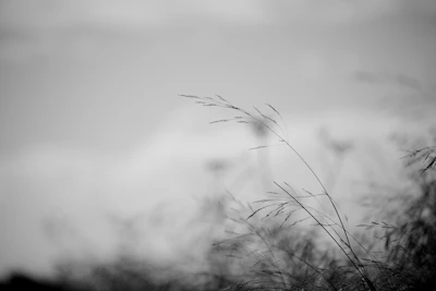 A black and white fine art photograph capturing a quiet moment in nature with subtle contrast.