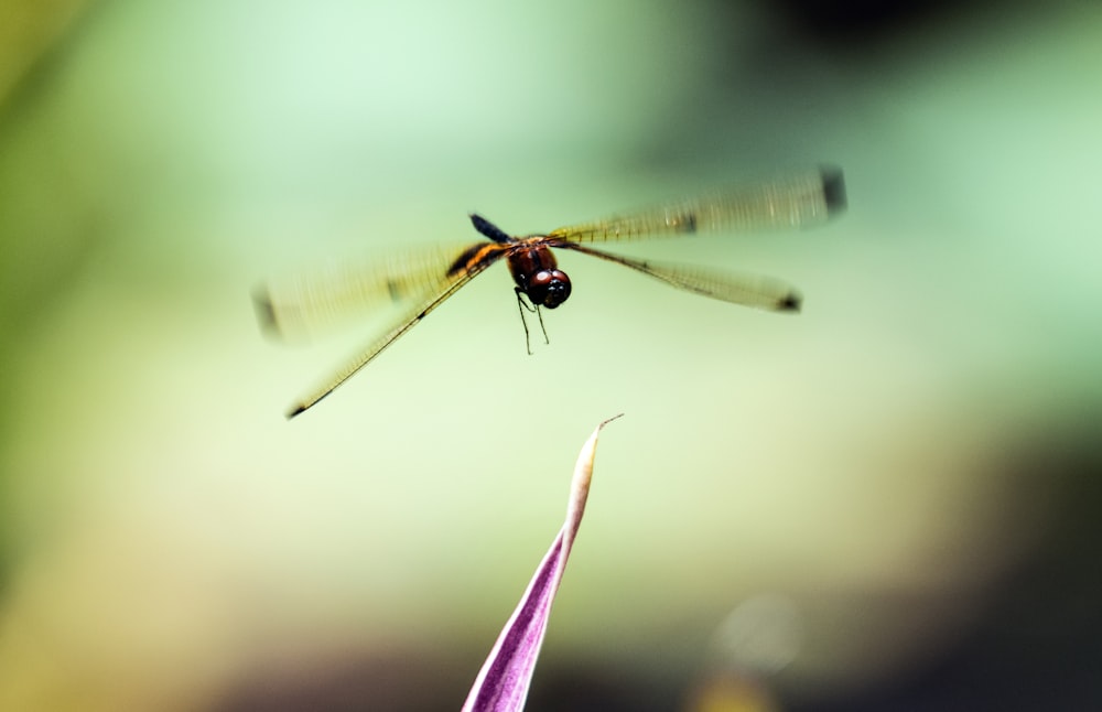 black and red dragonfly in close up photography