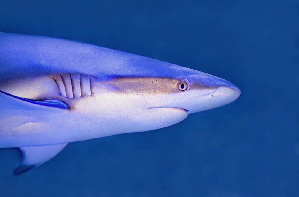 blue and white shark underwater