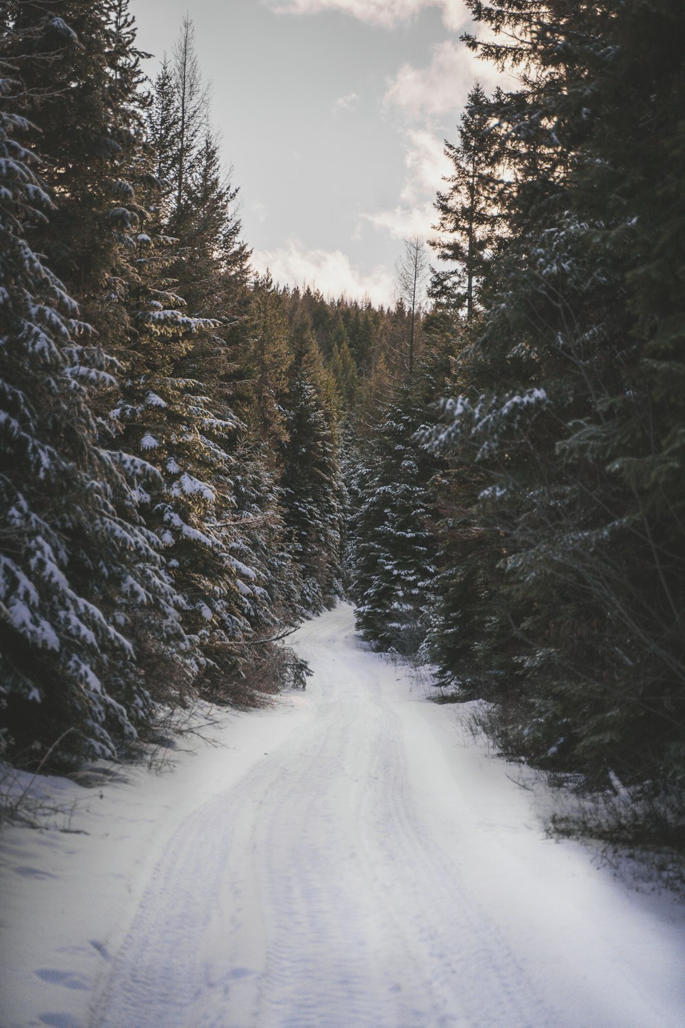 snow covered pine trees under white clouds during daytime