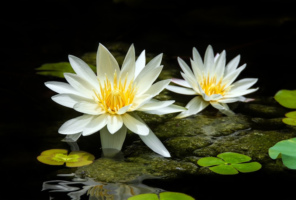 fleur de lotus blanc sur l’eau