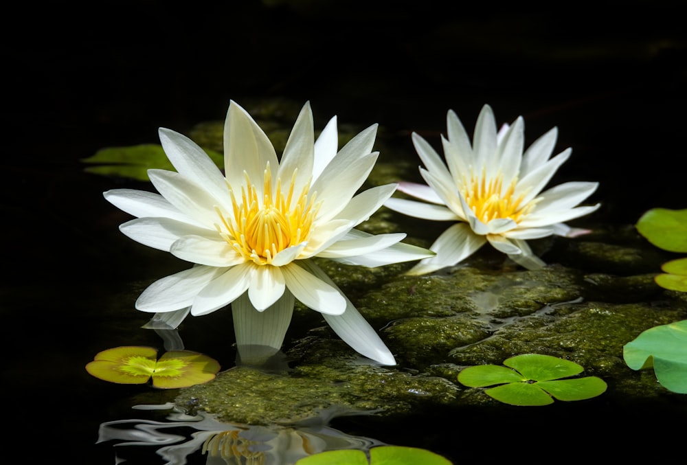 fiore di loto bianco sull'acqua