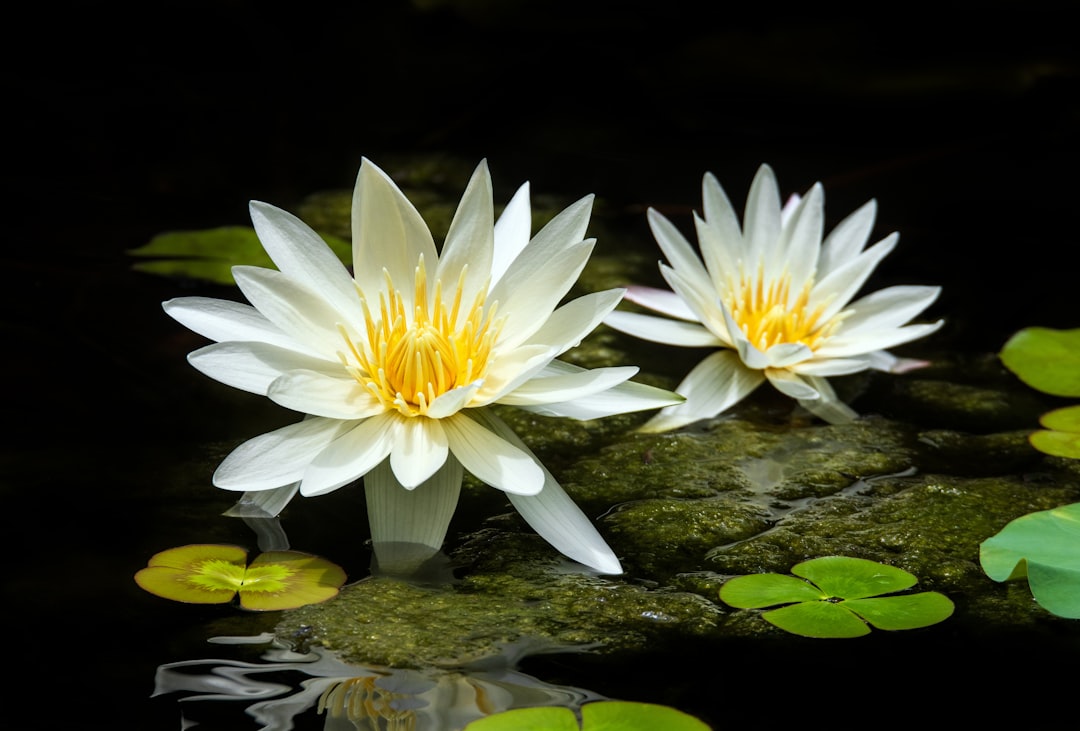 white lotus flower on water