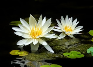 white lotus flower on water