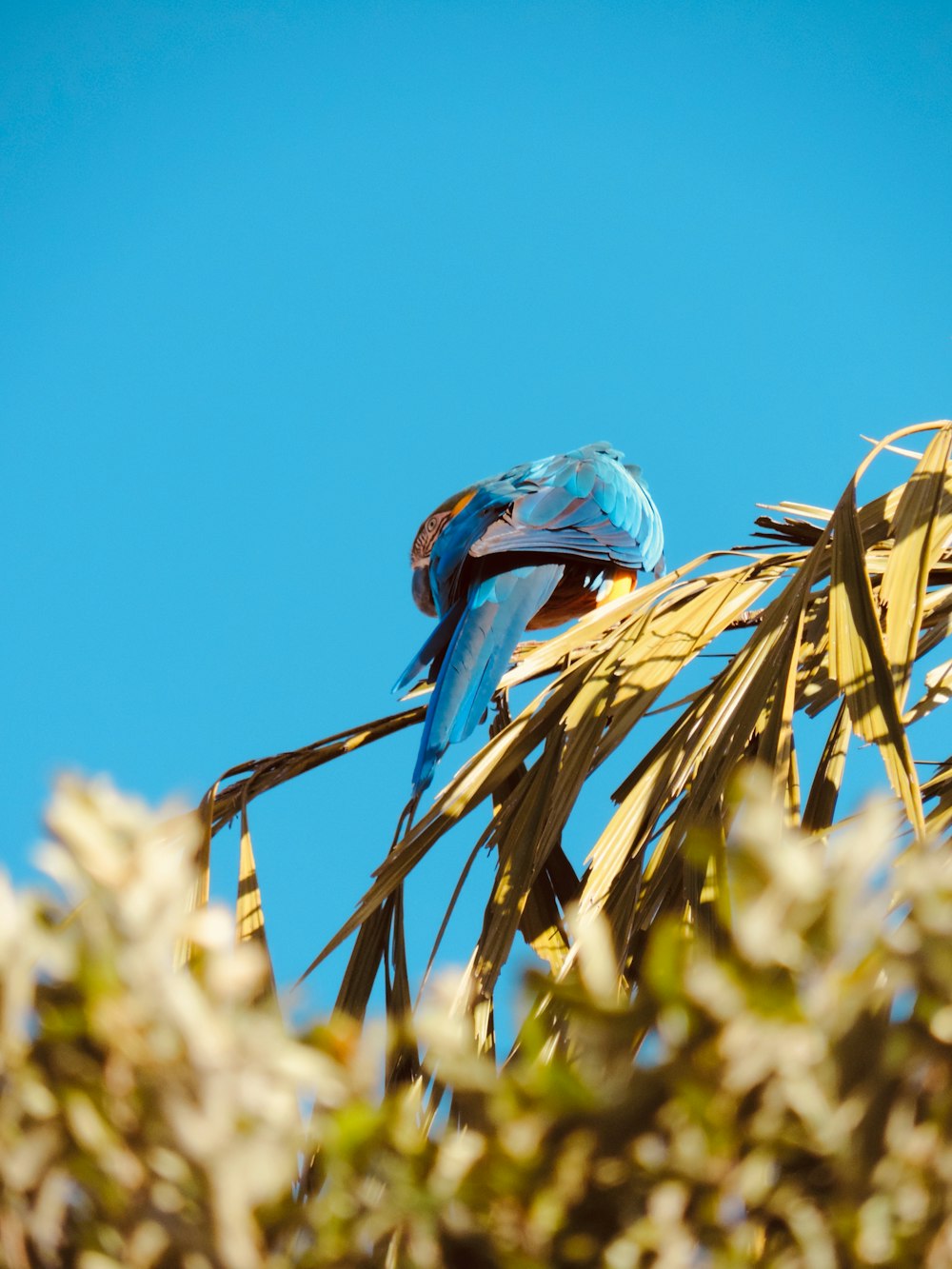Blauer Vogel tagsüber auf grüner Pflanze