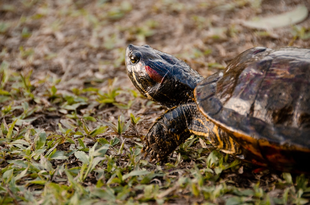 brown and black turtle on green grass during daytime