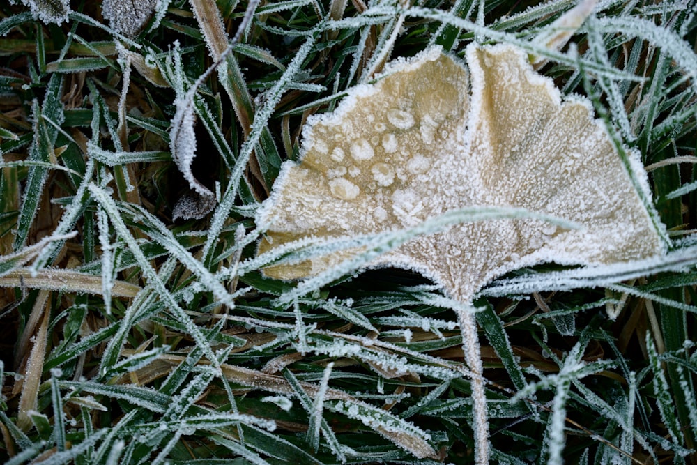 brown leaf on green grass