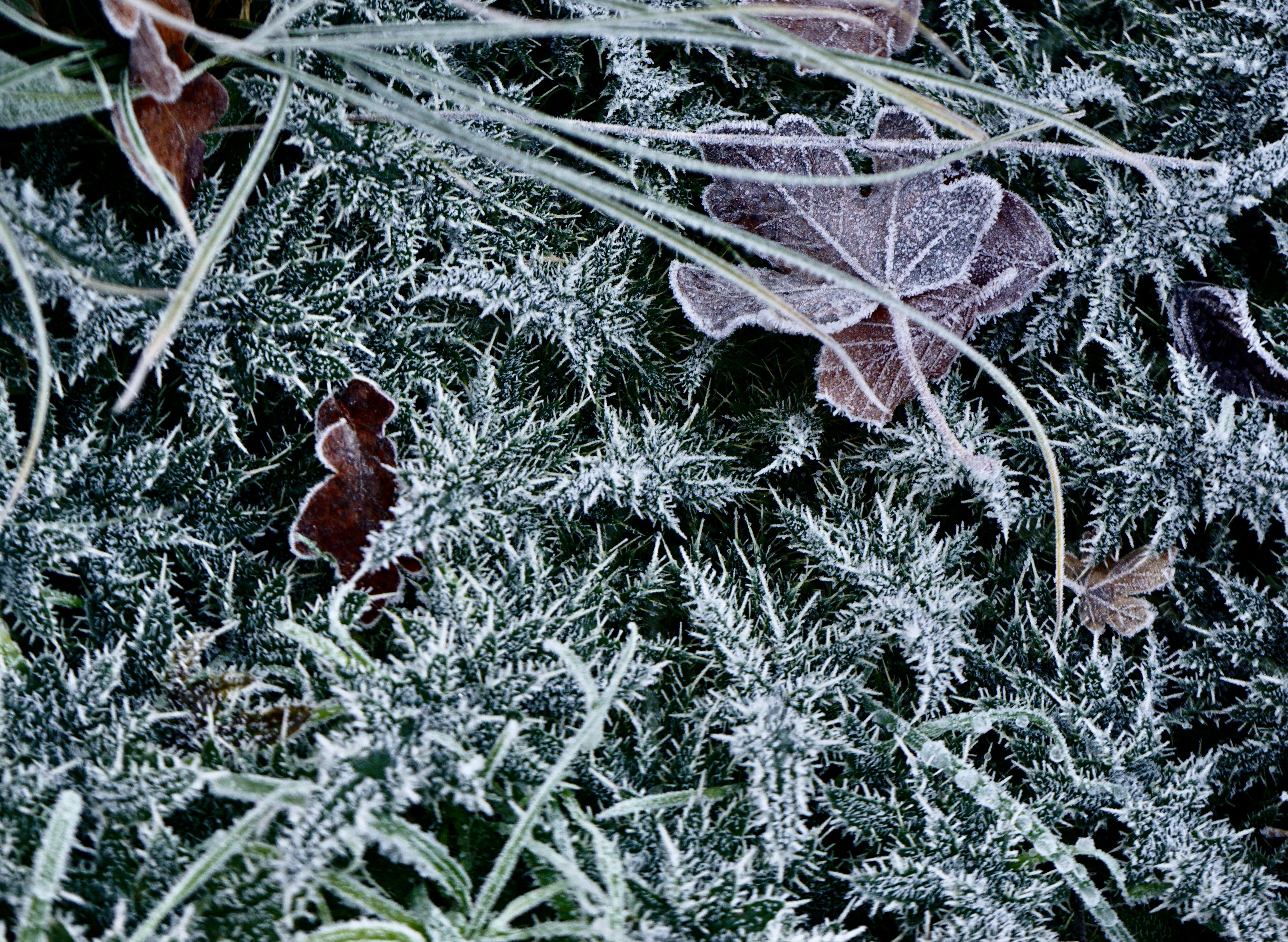 یک برگ خشک قهوه‌ای پوشیده از یخ روی چمن‌ها، نشانگر آسیب ناشی از انواع سرمازدگی کشاورزی.