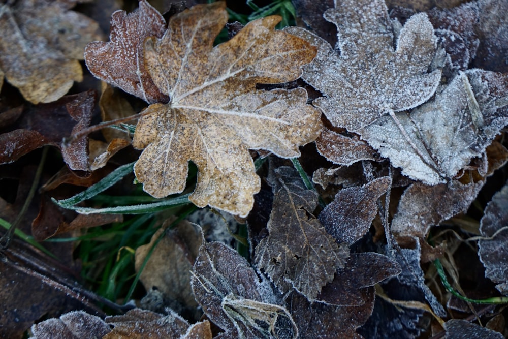 brown dried leaf on ground