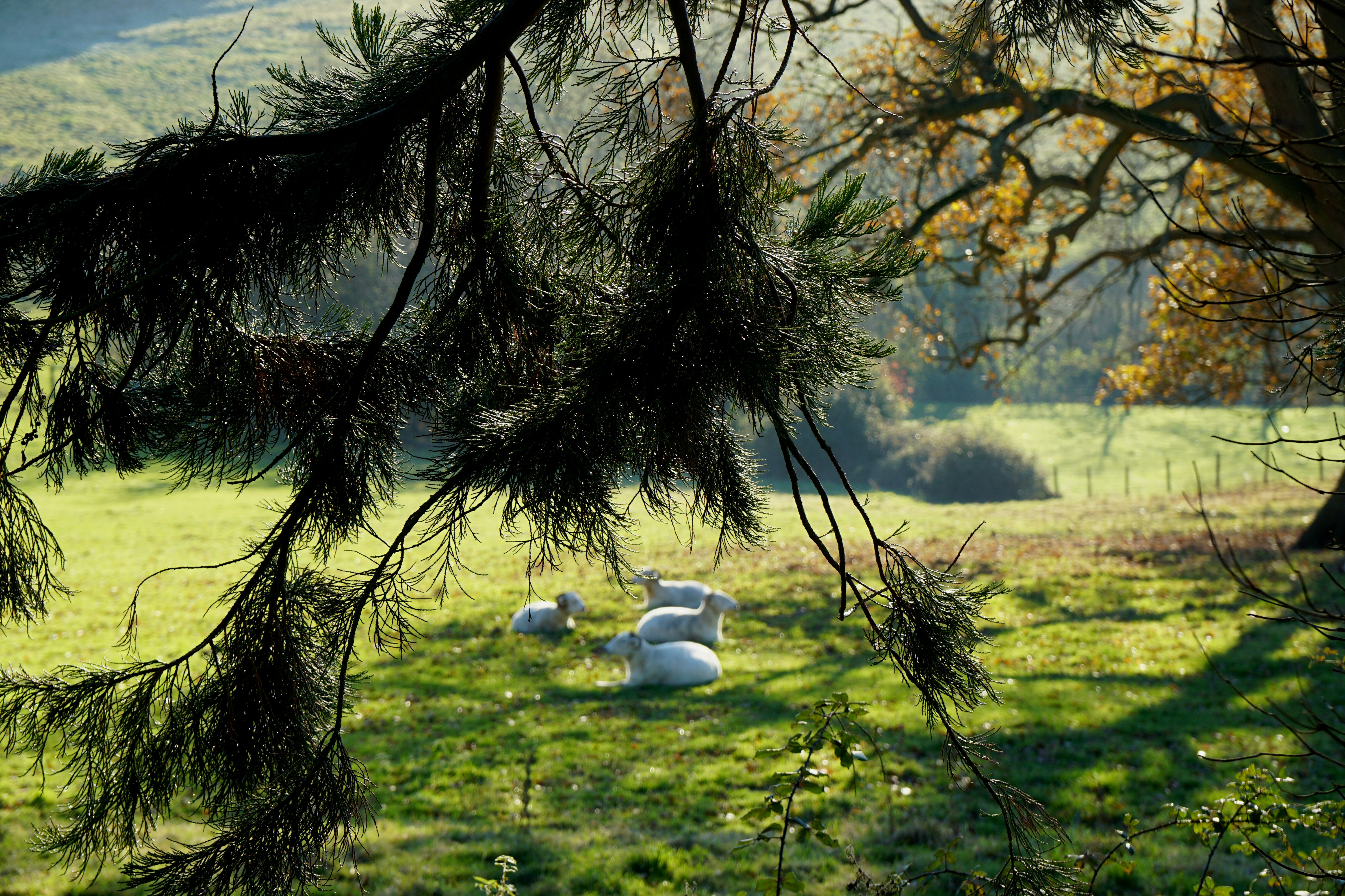 árvore verde no campo verde da grama durante o dia